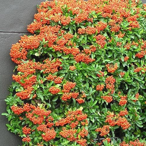 Pyracantha Orange Glow
