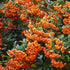 Pyracantha Orange Glow