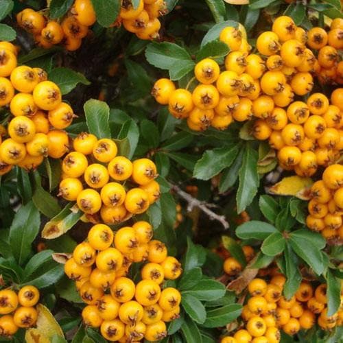 Pyracantha 'Soleil d'Or' - Future Forests