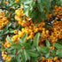 Pyracantha 'Soleil d'Or' - Future Forests