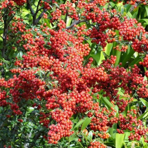 Pyracantha coccinea 'Red Column' - Future Forests