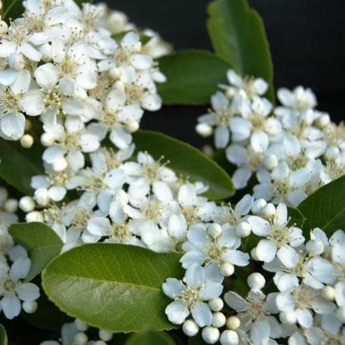 Pyracantha coccinea 'Red Column' - Future Forests