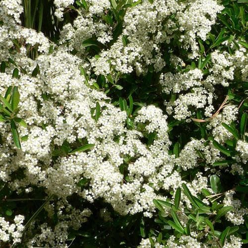 Pyracantha coccinea 'Red Column' - Future Forests