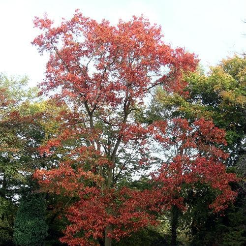 Quercus rubra - Red Oak - Future Forests