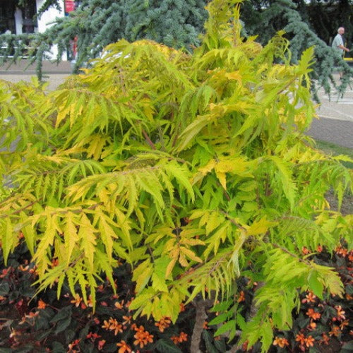 Rhus typhina Tiger Eyes