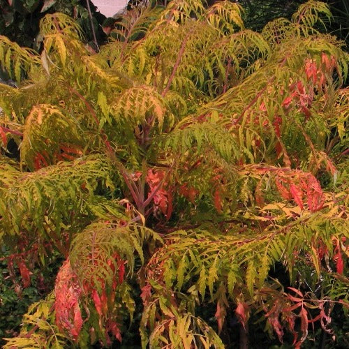 Rhus typhina Tiger Eyes