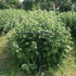 Raspberry Polka - Autumn Fruiting