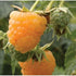 Raspberry All Gold - Future Forests