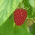Raspberry Autumn Bliss - Future Forests