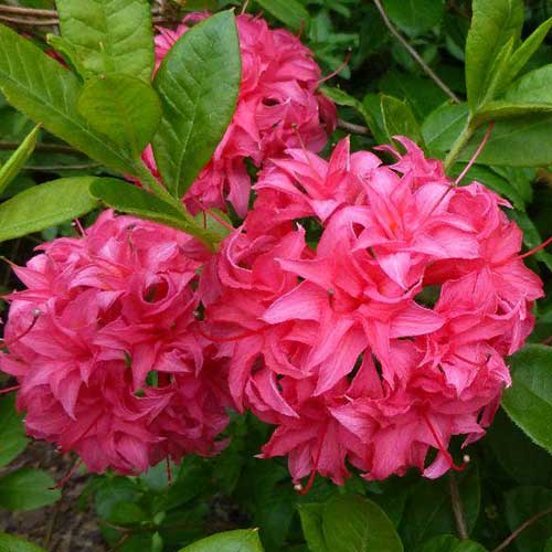 Azalea mollis Homebush