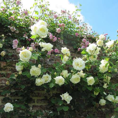 Rosa Paul's Lemon Pillar - Climbing Rose
