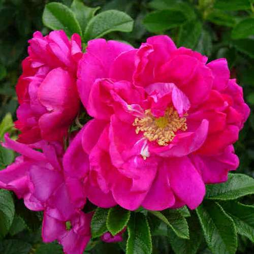 Rosa Exception (Rotes Meer) - Rugosa Rose