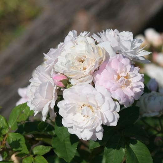 Rosa Blush Noisette - Future Forests