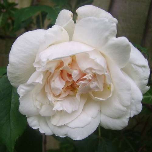 Rosa Mme Alfred Carriere - Future Forests