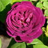 Rosa Souvenire du Dr Jamain - Future Forests