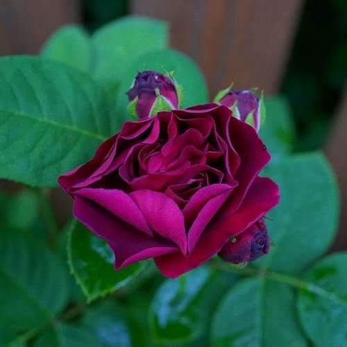 Rosa Souvenire du Dr Jamain - Future Forests