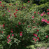 Rosa moyesii Geranium - Future Forests