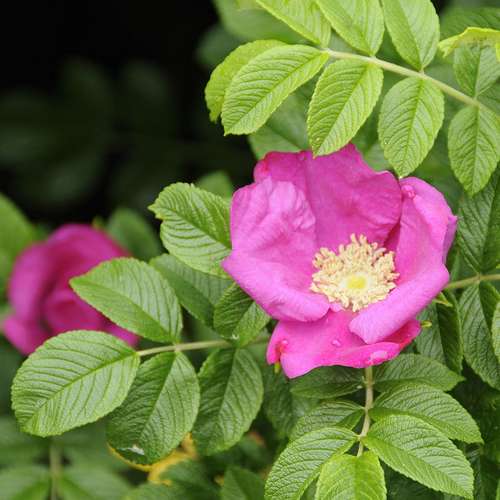 Rosa rugosa - Future Forests