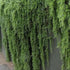 Rosmarinus officinalis Prostratus