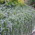 Rosmarinus officinalis Prostratus