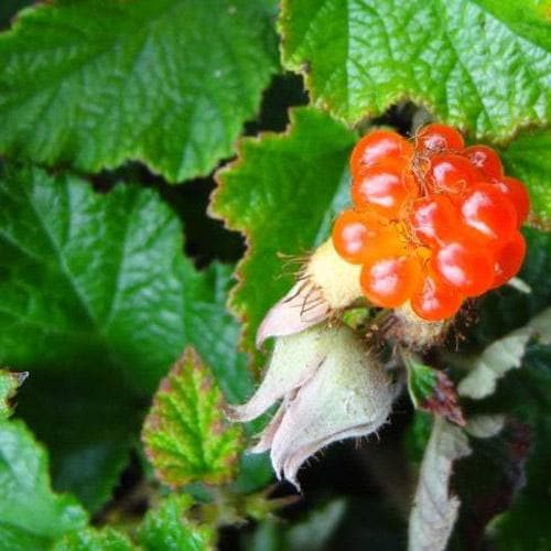 Rubus Betty Ashburner