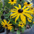 Rudbeckia Goldsturm