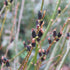 Salix gracilistyla Melanostachys - Future Forests