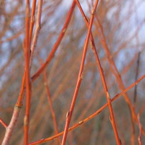 Salix alba Chermesina - Future Forests