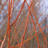 Salix alba Chermesina - Future Forests