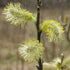 Salix aurita - Eared Willow - Future Forests