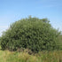 Salix cinerea - Grey Willow - Future Forests