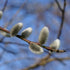 Salix daphnoides - Violet Willow - Future Forests