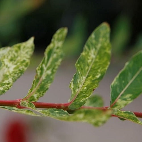 Salix integra Hakuro-nishiki - Flamingo Willow