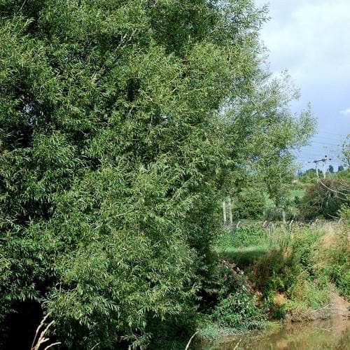 Salix triandra - Future Forests
