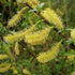 Salix triandra - Future Forests