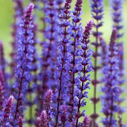 Salvia nemorosa Caradonna