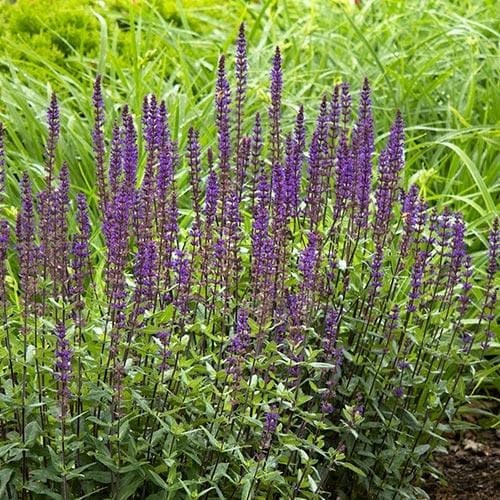 Salvia nemorosa Caradonna