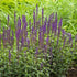 Salvia nemorosa Caradonna