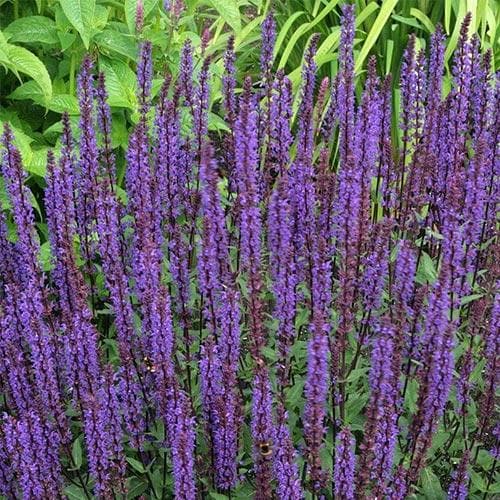 Salvia nemorosa Caradonna