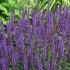 Salvia nemorosa Caradonna
