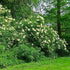 Sambucus nigra - Elder - Future Forests