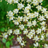 Sambucus nigra - Elder - Future Forests