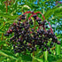 Sambucus nigra - Elder - Future Forests
