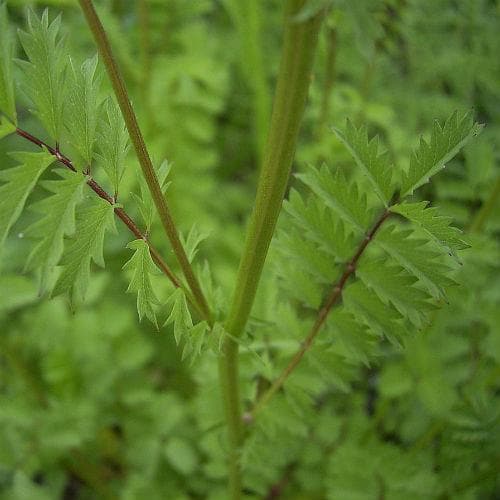 Salad Burnet - Future Forests