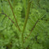 Salad Burnet - Future Forests