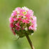 Salad Burnet - Future Forests
