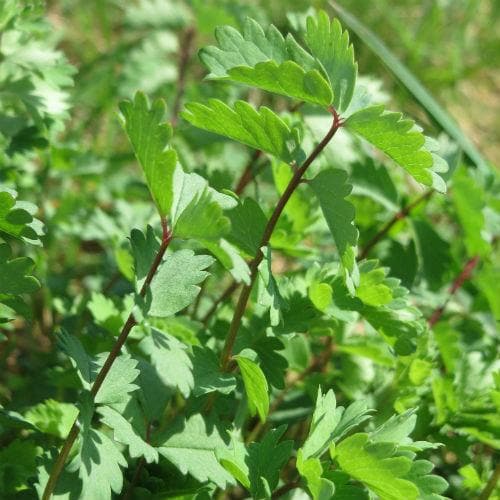 Salad Burnet - Future Forests