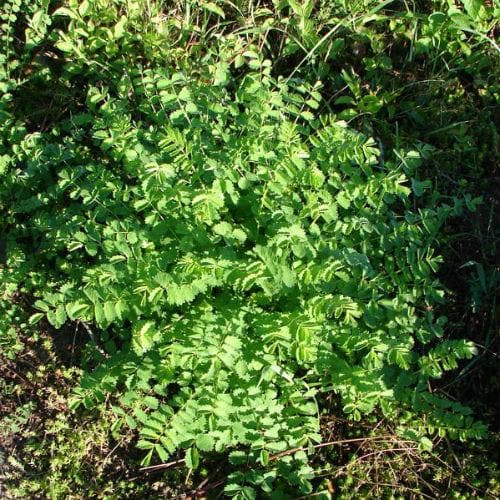 Salad Burnet - Future Forests
