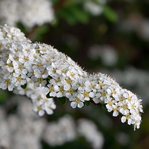 Spiraea arguta - Future Forests
