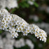 Spiraea arguta - Future Forests